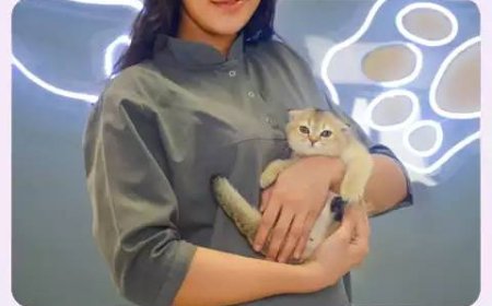 بهترین سایت خرید و فروش گربه