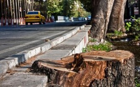 متهمان نابودی چنارهای قشنگترین خیابان تهران