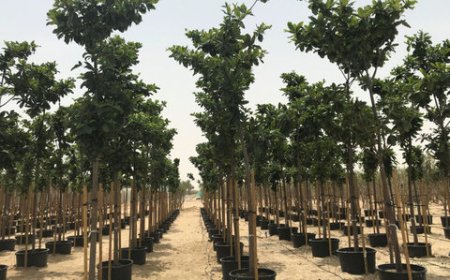 کمپینهای جهانی کاشت درخت از ترکیه تا ایران