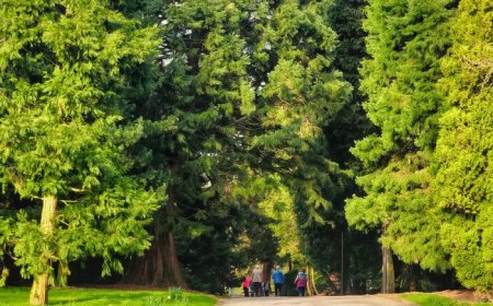 درختان به‌عنوان زیرساخت؛ تضمین شهرهای خنک و مقاوم