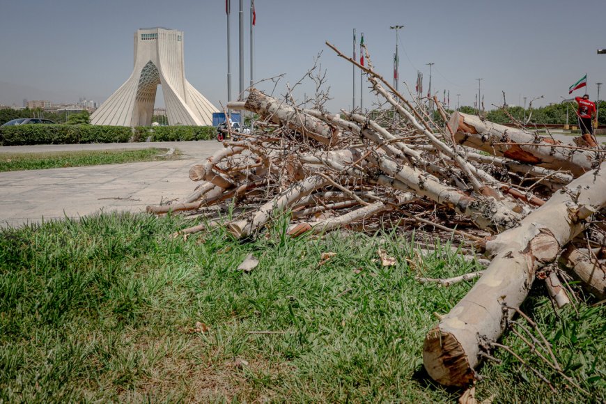 قطع درختان اطراف میدان آزادی