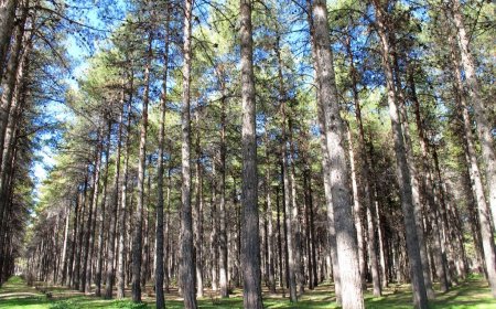 گشایش پارک جنگلی تخت جمشید پس از نیم قرن