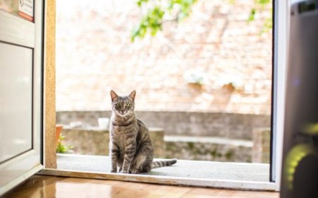 چگونه گربه ها به صورت معجزه آسا به خانه باز می گردند؟