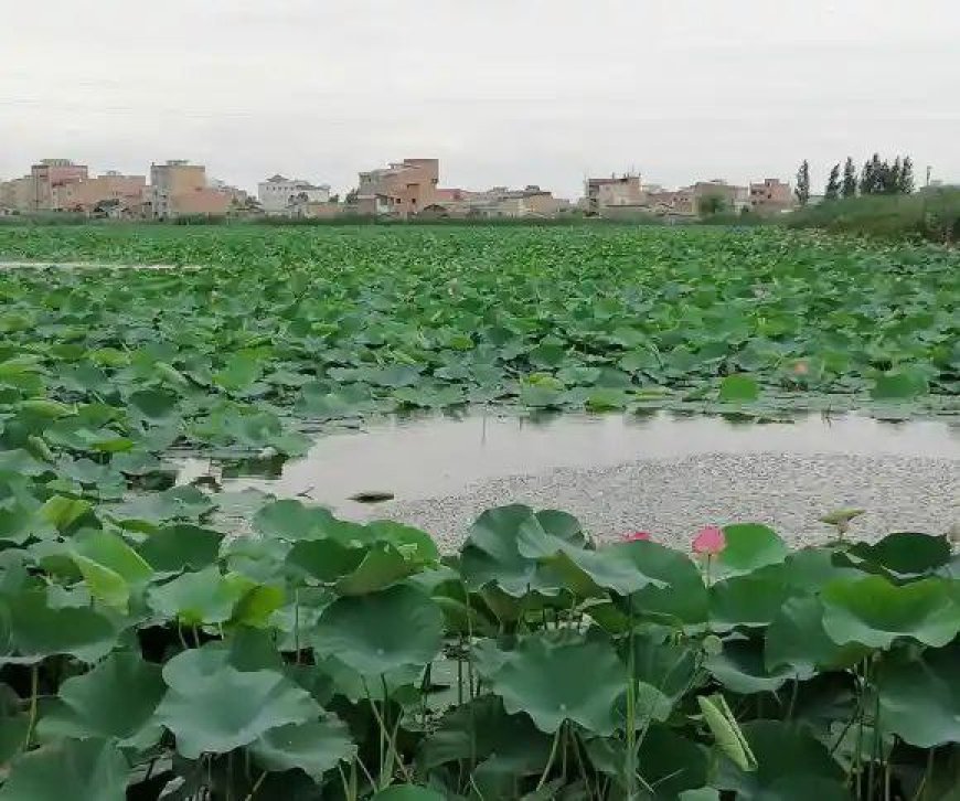 تالاب «گل نیلوفر» بابل ثبت جهانی شد