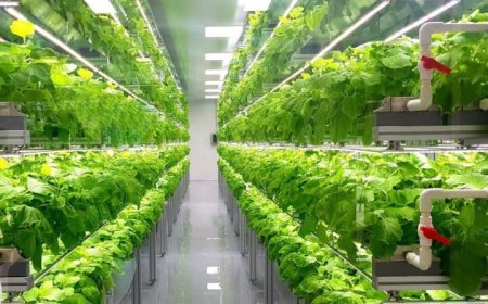 ژاپن چگونه با فناوری، بحران غذا و کمبود آب را به فرصت تبدیل کرد؟