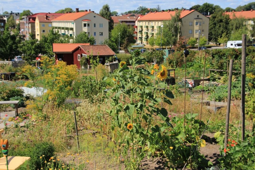 شهرهای خوراکی؛ تحول انقلابی یا پروژه‌ای پرچالش؟﻿