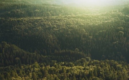 کشورهای جهان با بیشترین سرانه جنگل در ۲۰۲۵