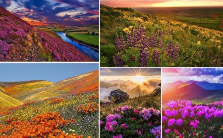 دره گل‌های جهان کجاست؟