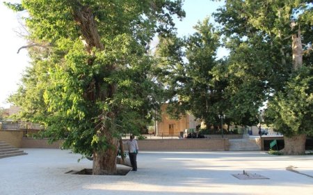 ثبت ملی درختان کهنسال شیراز برای توسعه گردشگری سبز