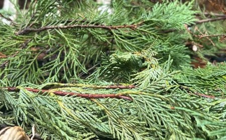 ضرر هنگفت میلیون‌ها درخت کریسمس برای شهرها