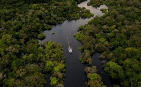 چهار نوع اصلی جنگل‌های جهان کدامند؟