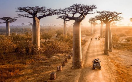 خیابان بائوباب‌ها، ماداگاسکار