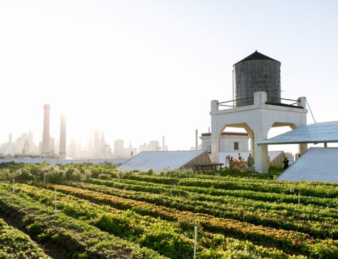 امنیت غذایی شهرها روی پشت‌بام‌هاست