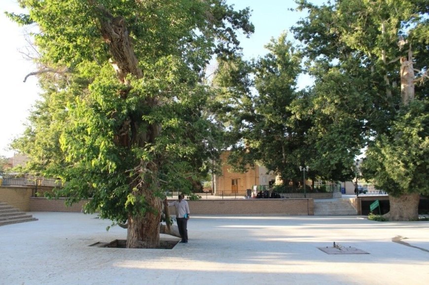 ثبت ملی درختان کهنسال شیراز برای توسعه گردشگری سبز