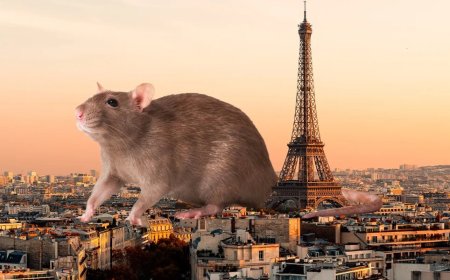 جدال پاریس با موش‌ها