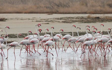 منظور از تالاب چیست؟ | انواع تالاب های ایران را بشناسید