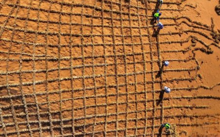 راهکاری نو برای مقابله با بیابان‌زایی