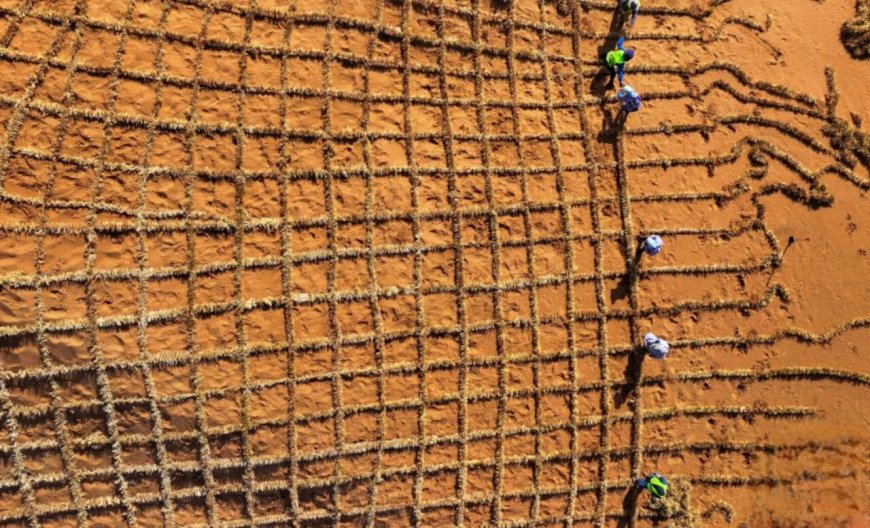 راهکاری نو برای مقابله با بیابان‌زایی